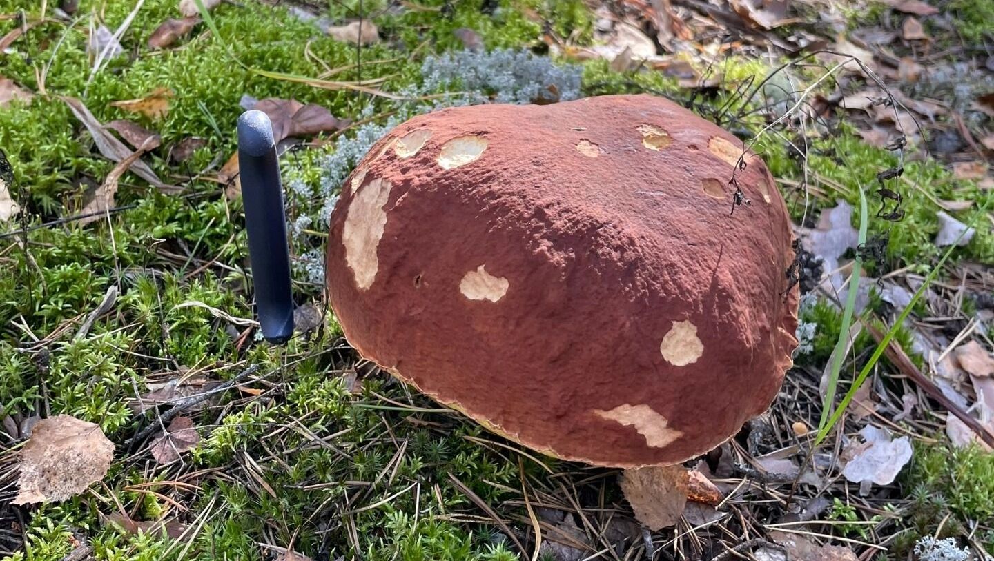 Грибные места нашли в Борском округе