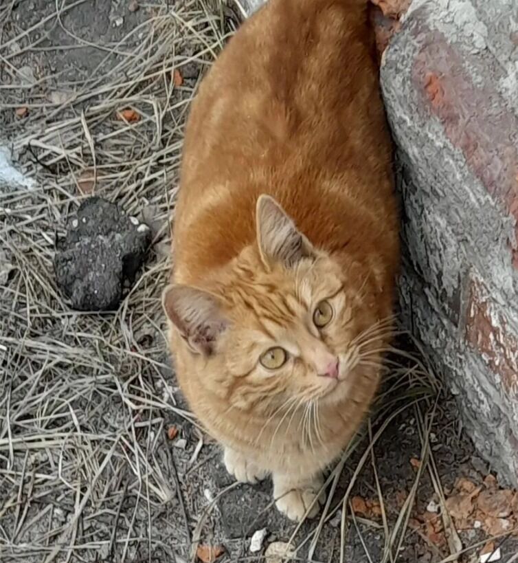 Кот Вася Скумбриевич
