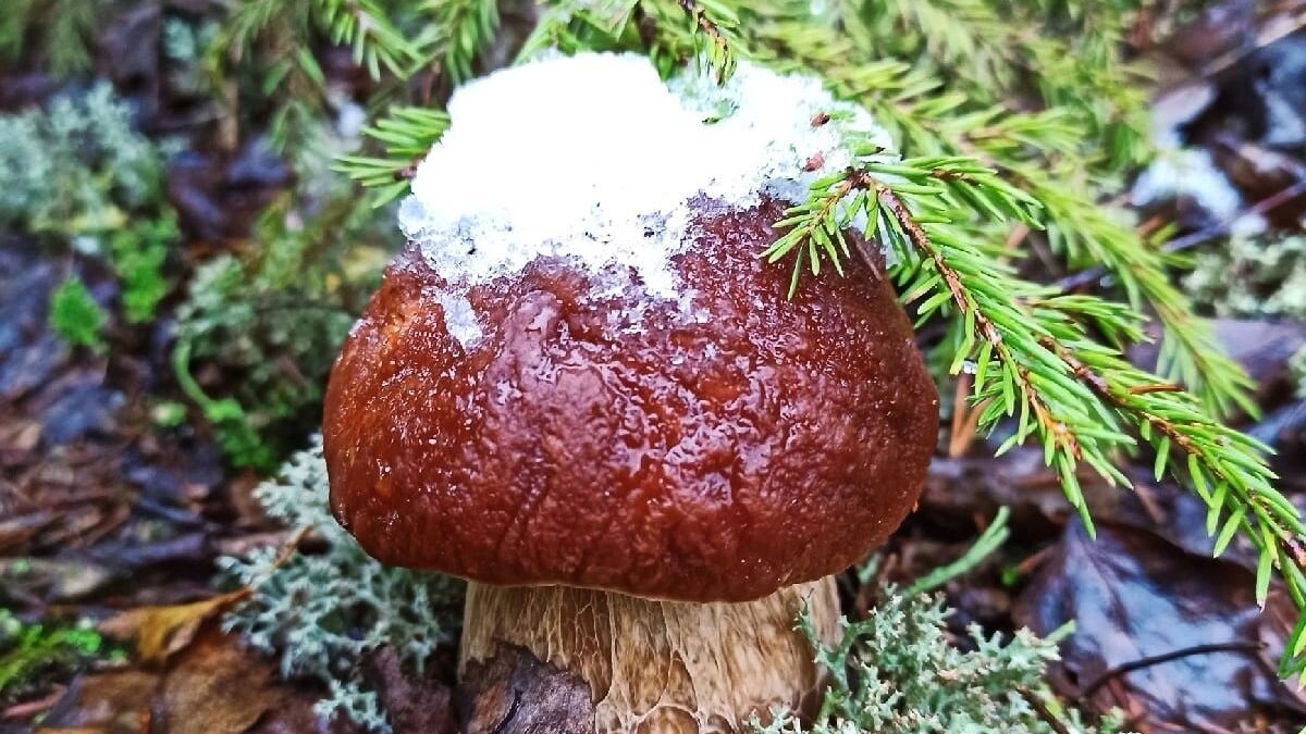 Какие грибы можно найти в Нижегородской области в середине ноября