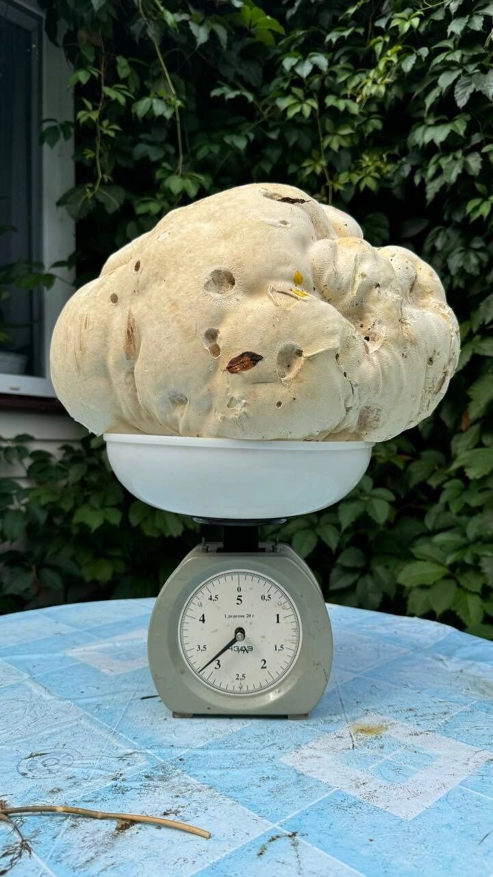 Гигантский гриб-головач в Нижегородской области