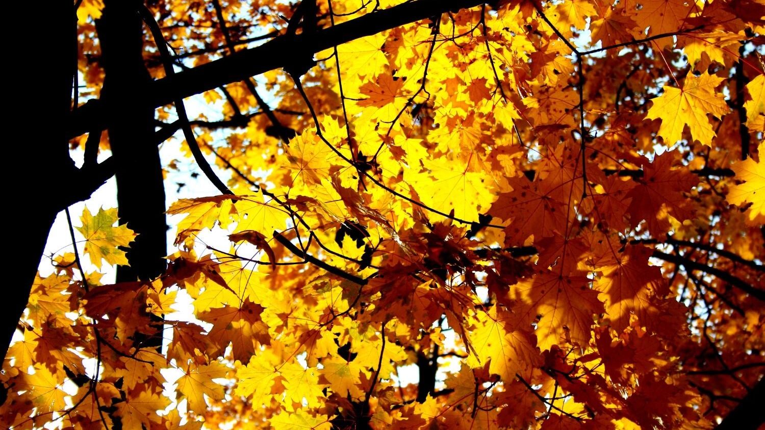 Начало ноября отметится в&nbsp;Уфе солнцем с&nbsp;легким морозом