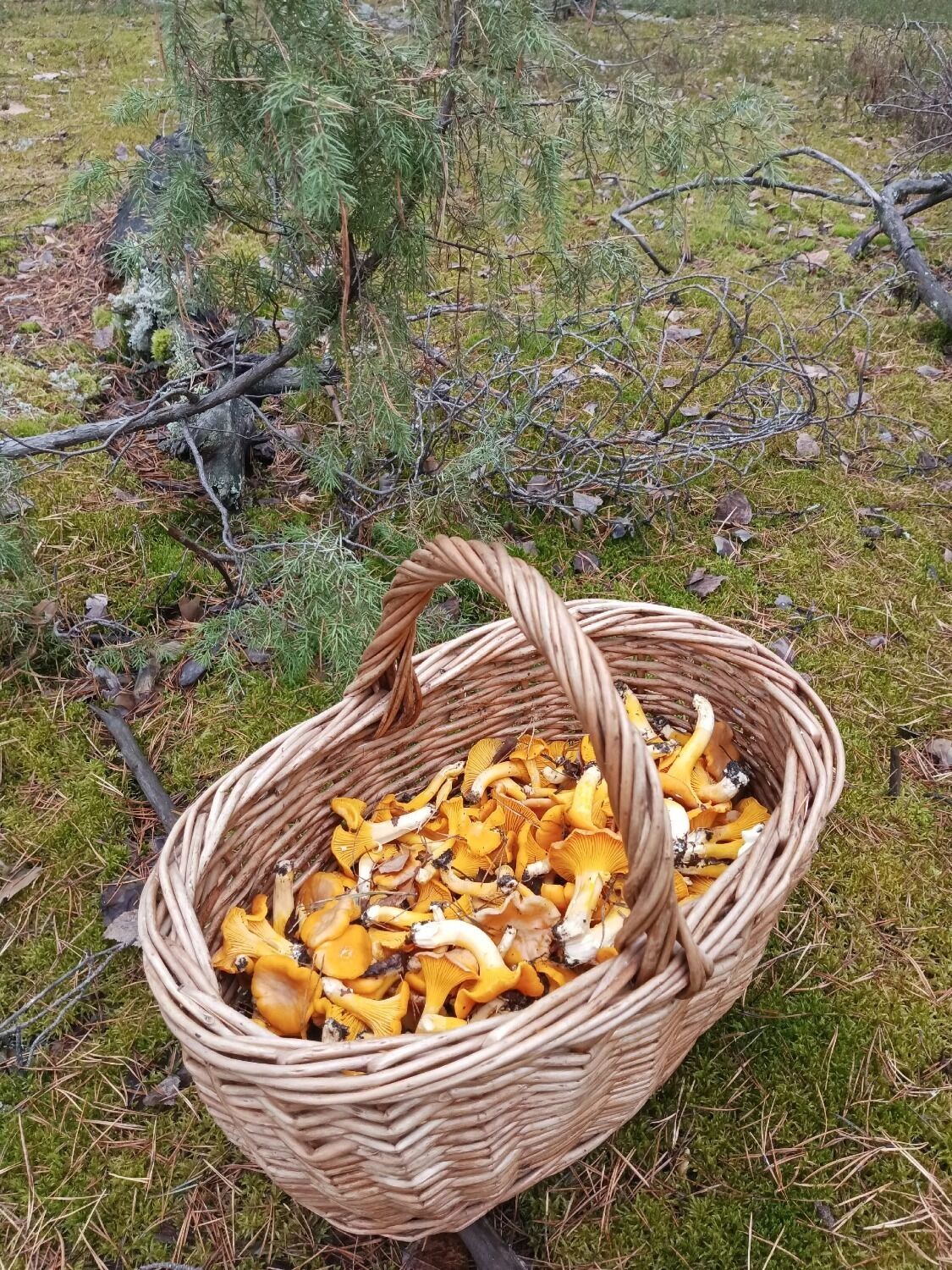 Лисички из Воскресенского округа