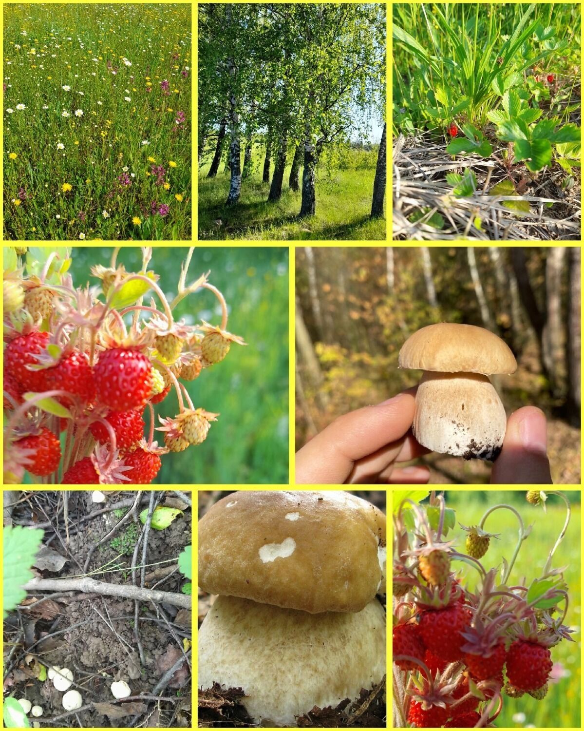 Грибы и ягоды в Воротынском округе