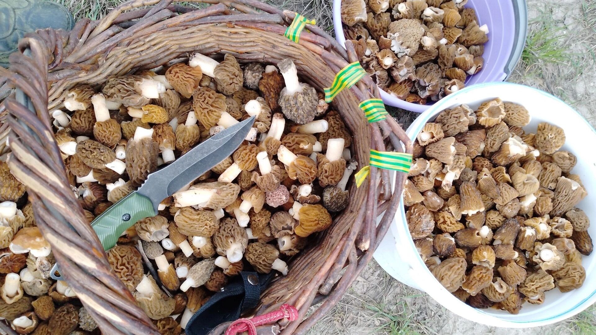 Какие грибы можно собрать в Нижегородской области в конце октября