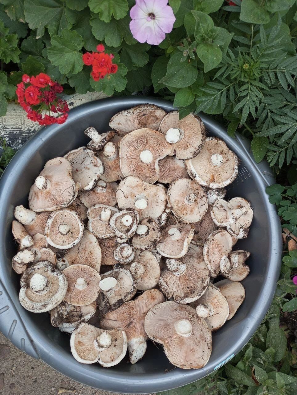 Грибной улов в Оренбуржье 