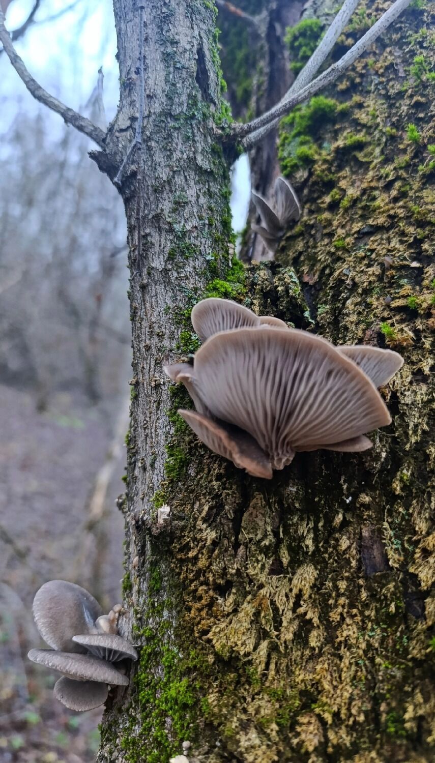 Декабрьские грибы в Борском округе