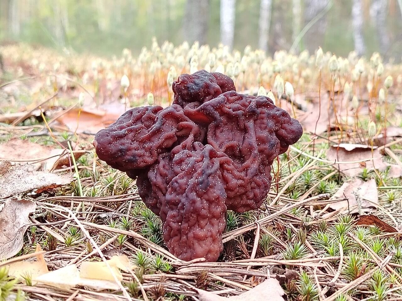 Володарские грибы