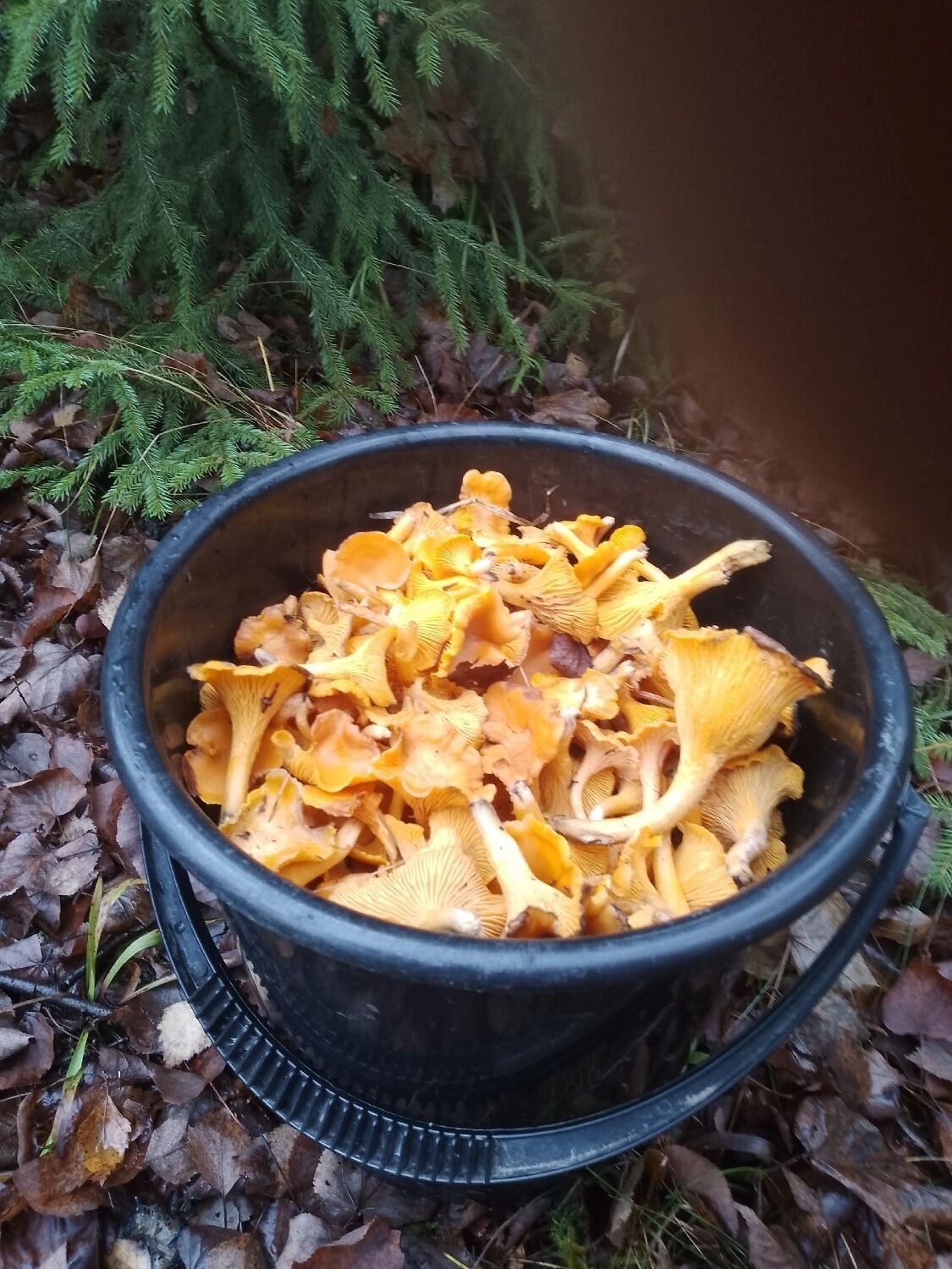 Лисички из Семеновского округа