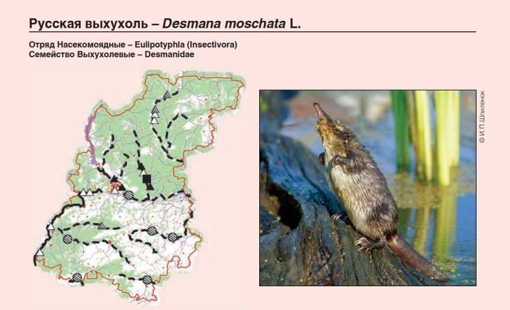 Ареал обитания русской выхухоли
