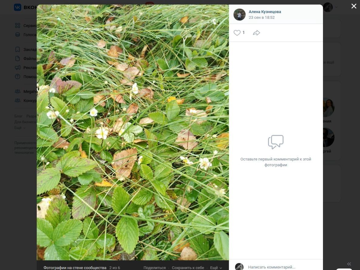 Опята в Любинском районе