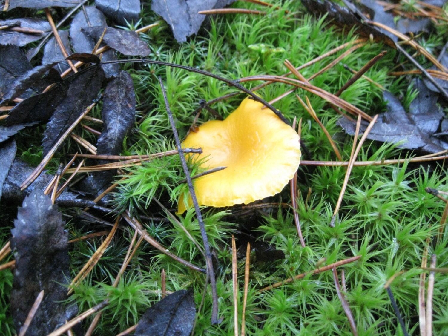 Лисички, собранные в декабре в Нижнем Новгороде