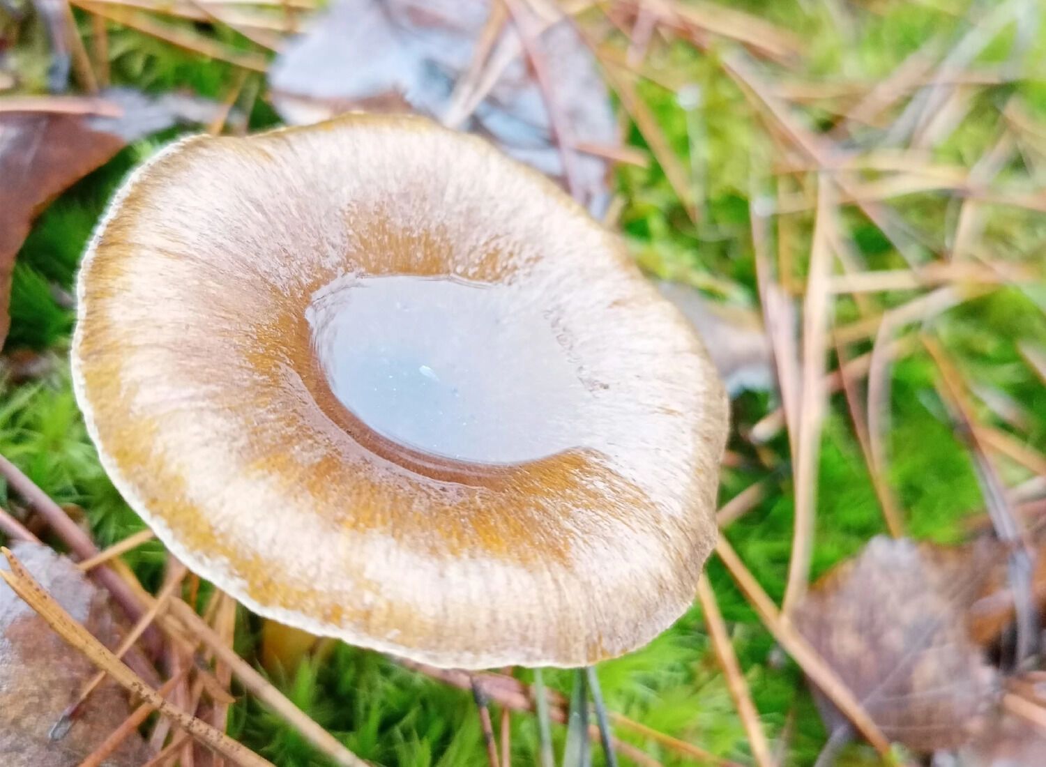 Нужно помнить, что не все рядовки съедобны