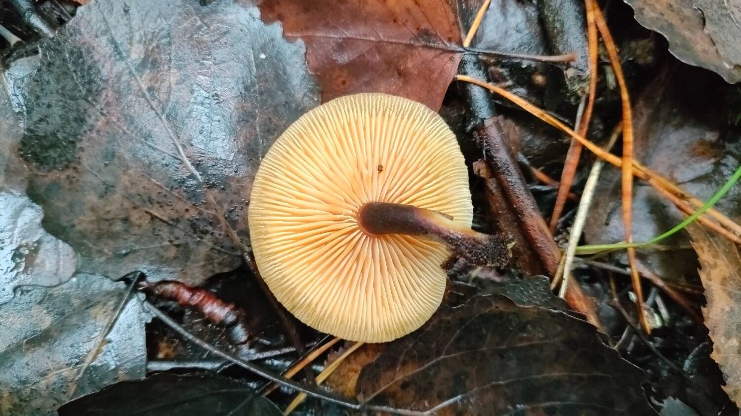 Ноябрьские грибы в Нижегородской области