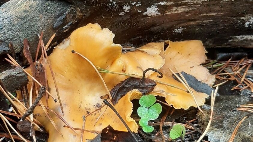 Ноябрьские грибы в Нижегородской области