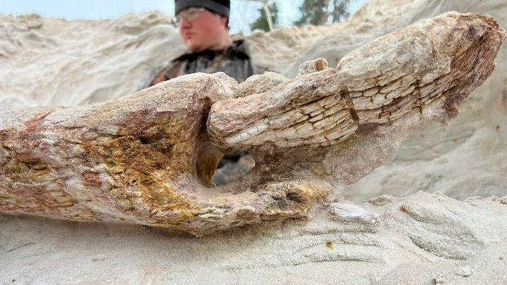 В Ленобласти обнаружили ствол дерева возрастом 385 миллионов лет В Ленобласти обнаружили ствол дерева возрастом 385 миллионов лет