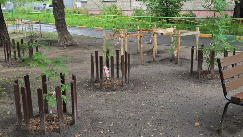 Высаженные взамен аварийных деревьев новые саженцы