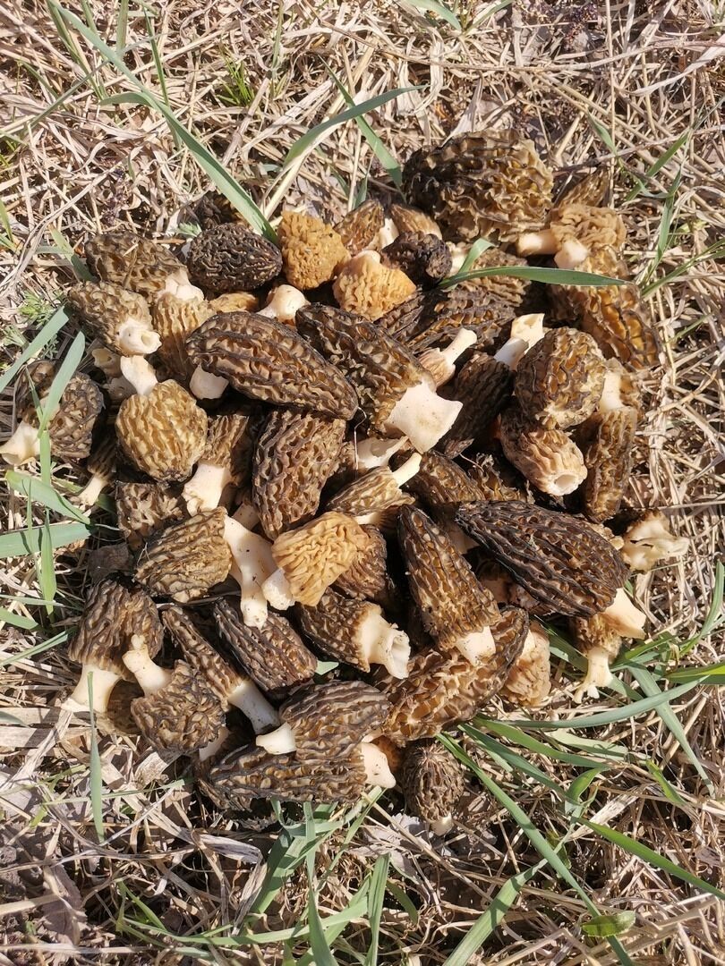 Сморчки в Соль-Илецком районе