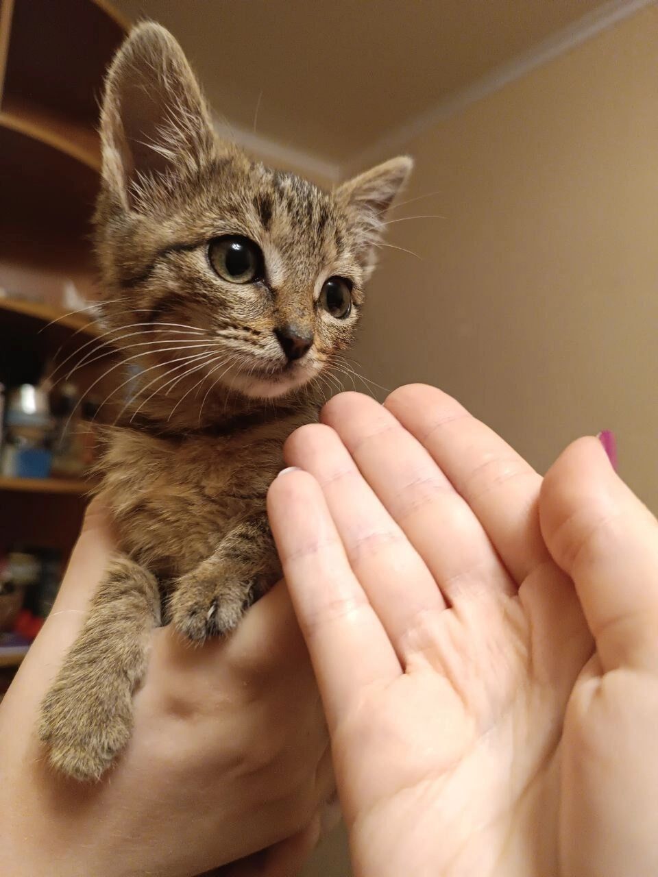 Маленький полосатый котенок
