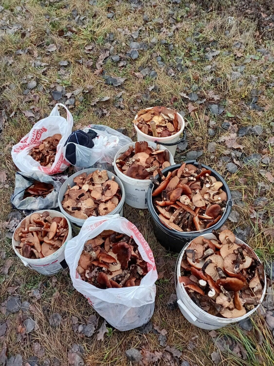 Собранные белгородцами грибы в начале декабря