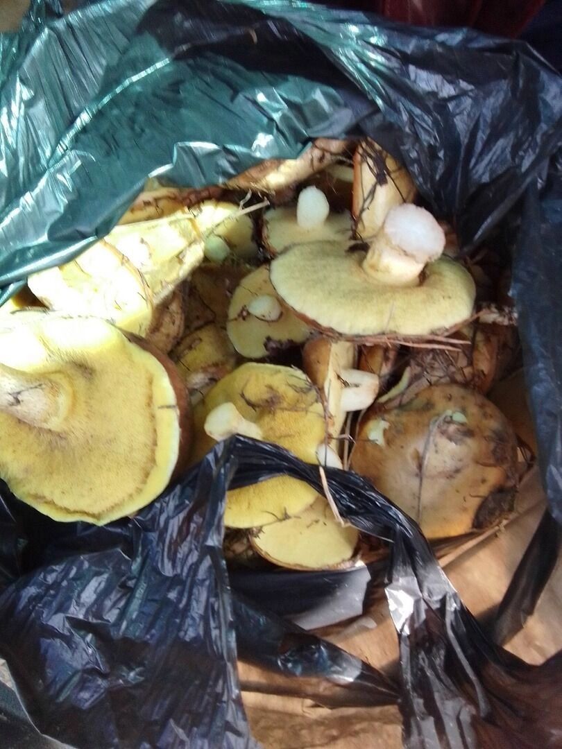 Первые маслята в Нижегородской области