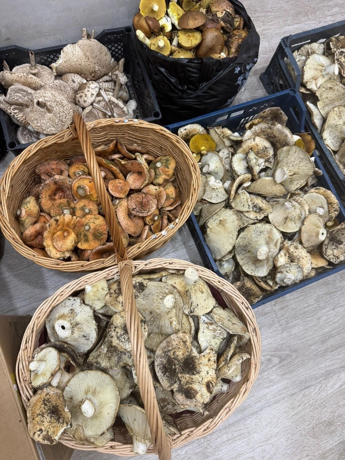 Грибы в Бузулуке