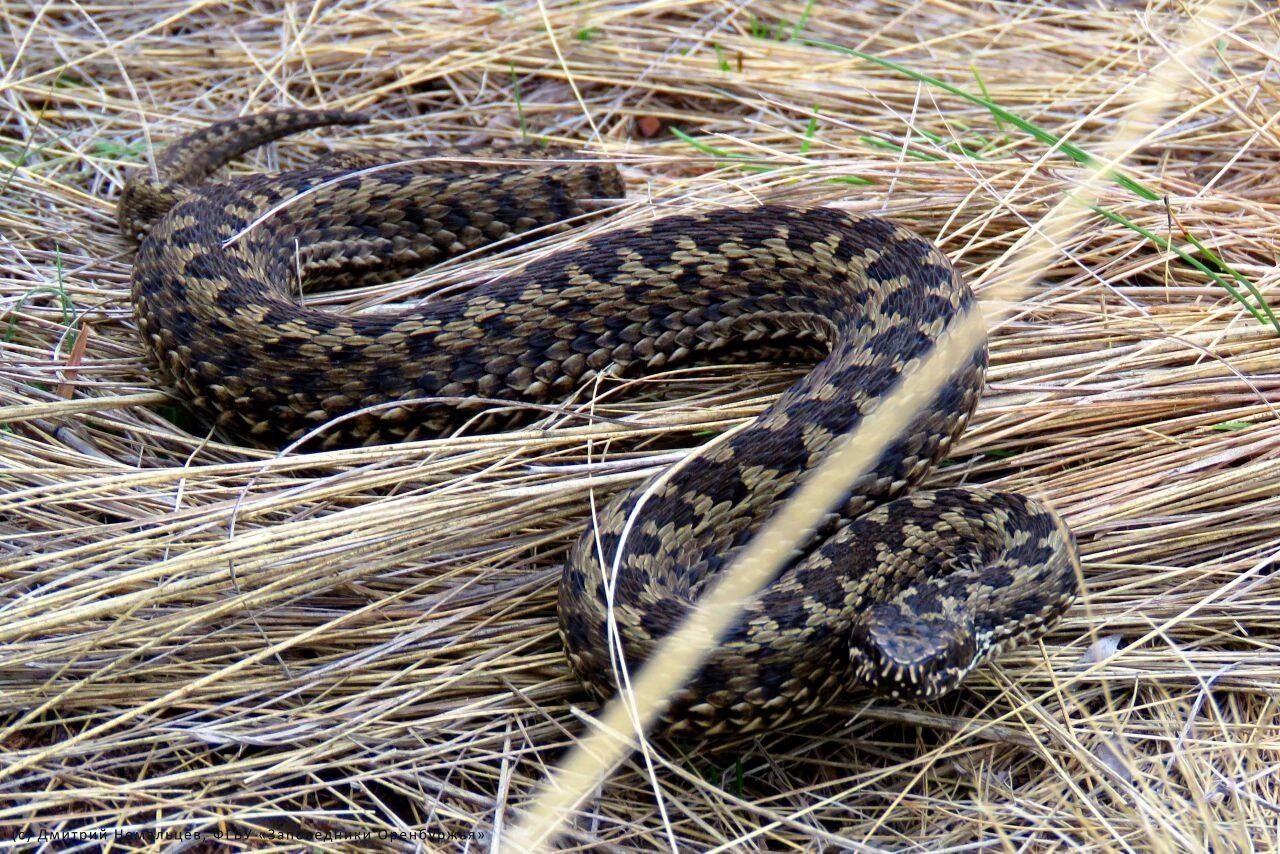 Змеи в Оренбуржье