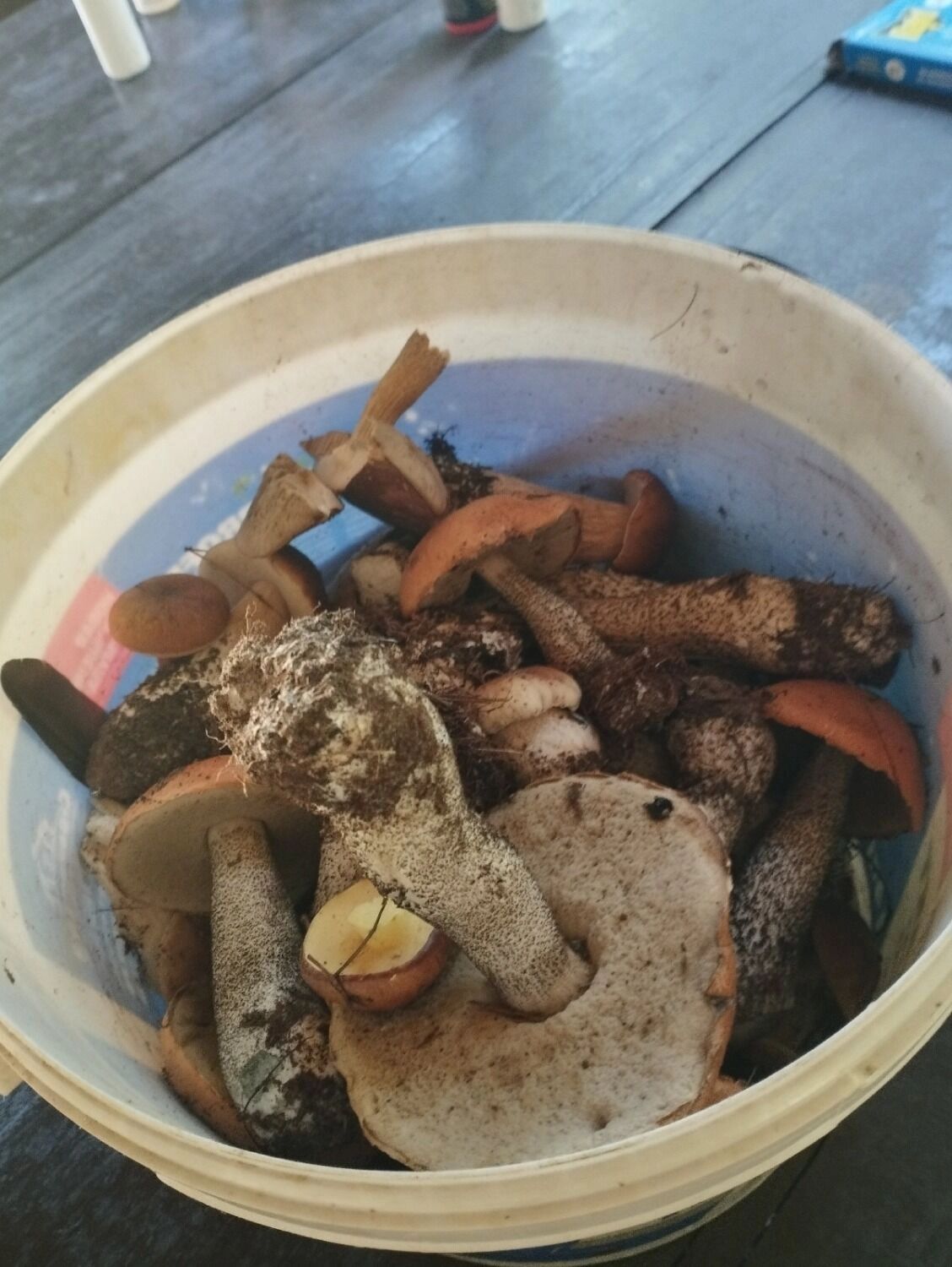 Когда собирать подберезовики