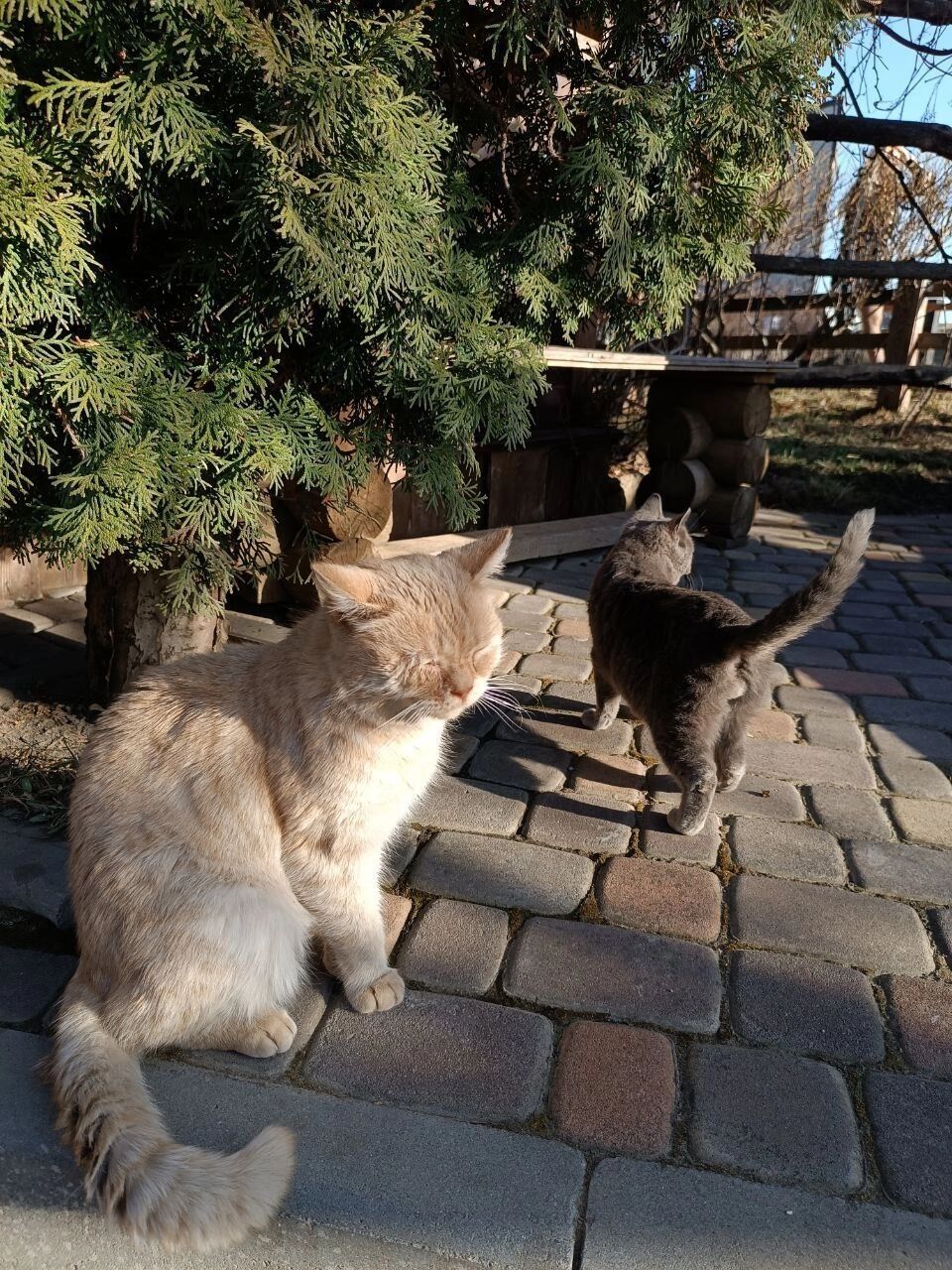 Бежевый и серый коты
