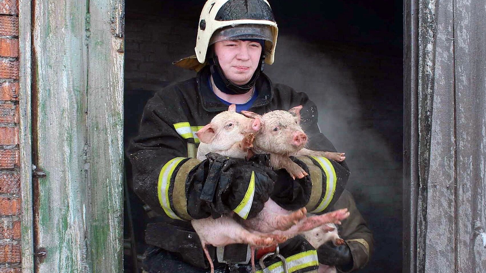 Свиньи против Минсельхоза. Ущерб от СВО в Курской области есть, а денег нет