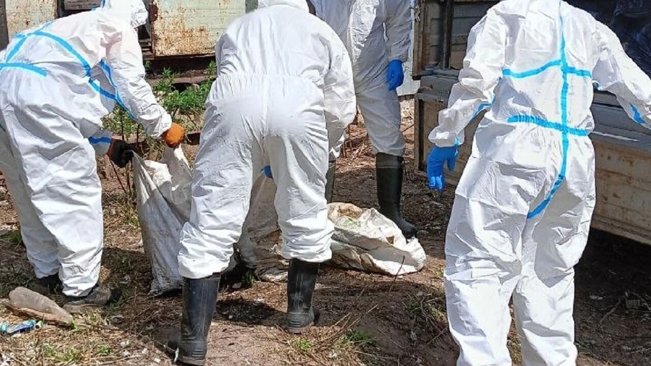 В деревне Якшур в Удмуртии сожгли сотни погибших кур