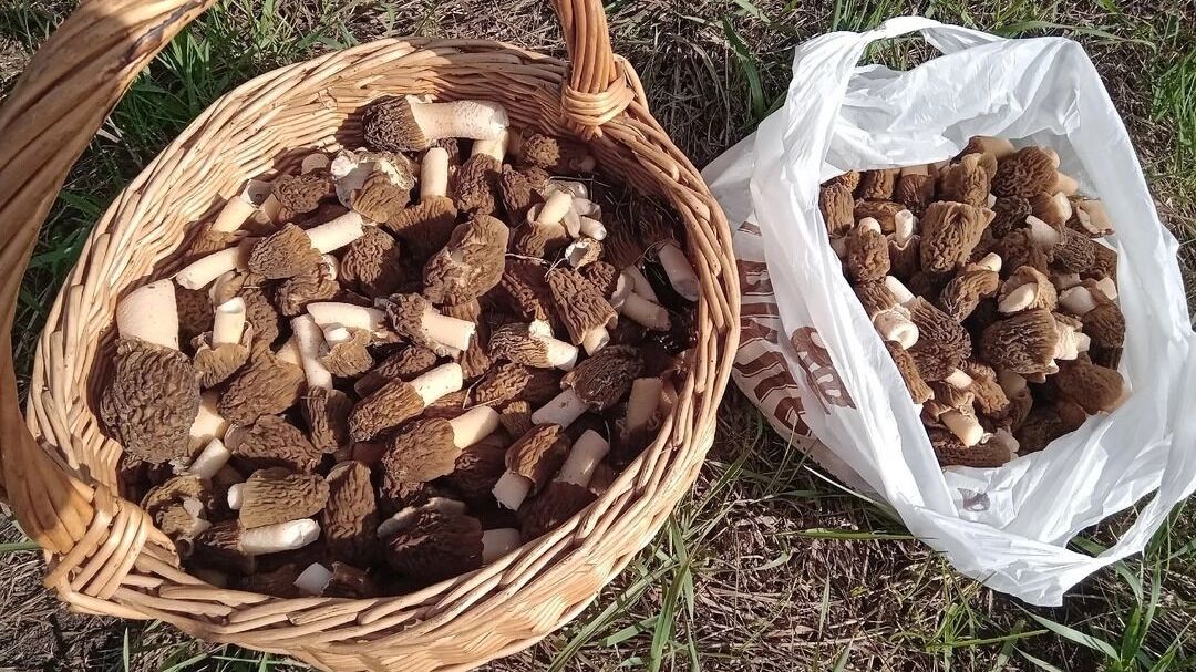 Оренбургские грибники собирают ведра сморчков