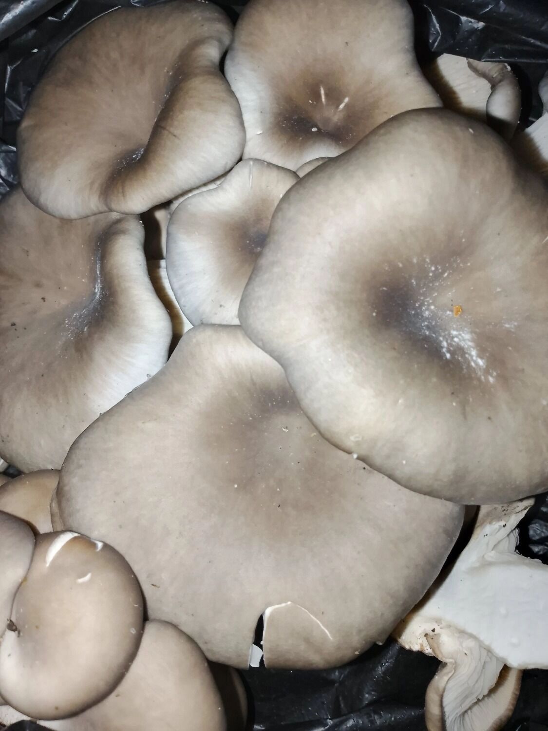 Вешенки в Сакмарском районе