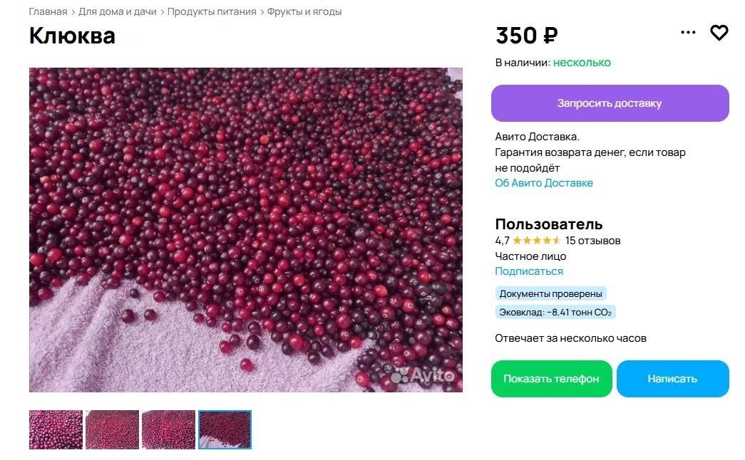 Клюкву собирают на севере Омской области