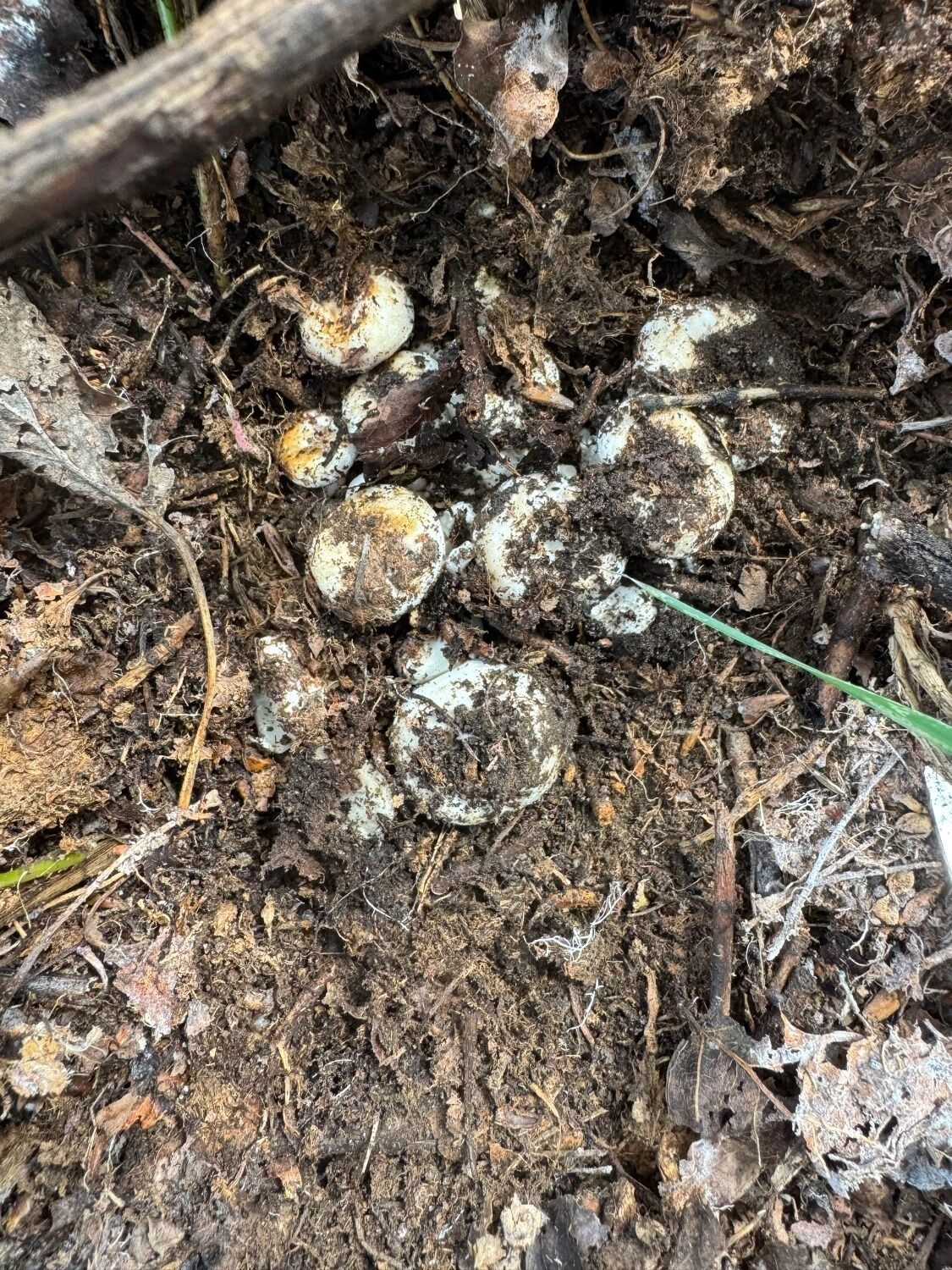 Грибы в Оренбуржье летом