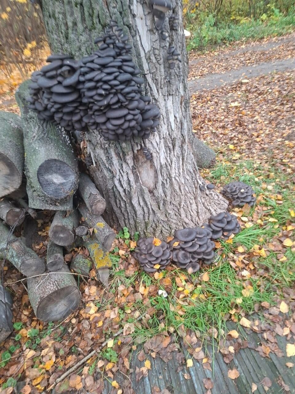 Черные вешенки