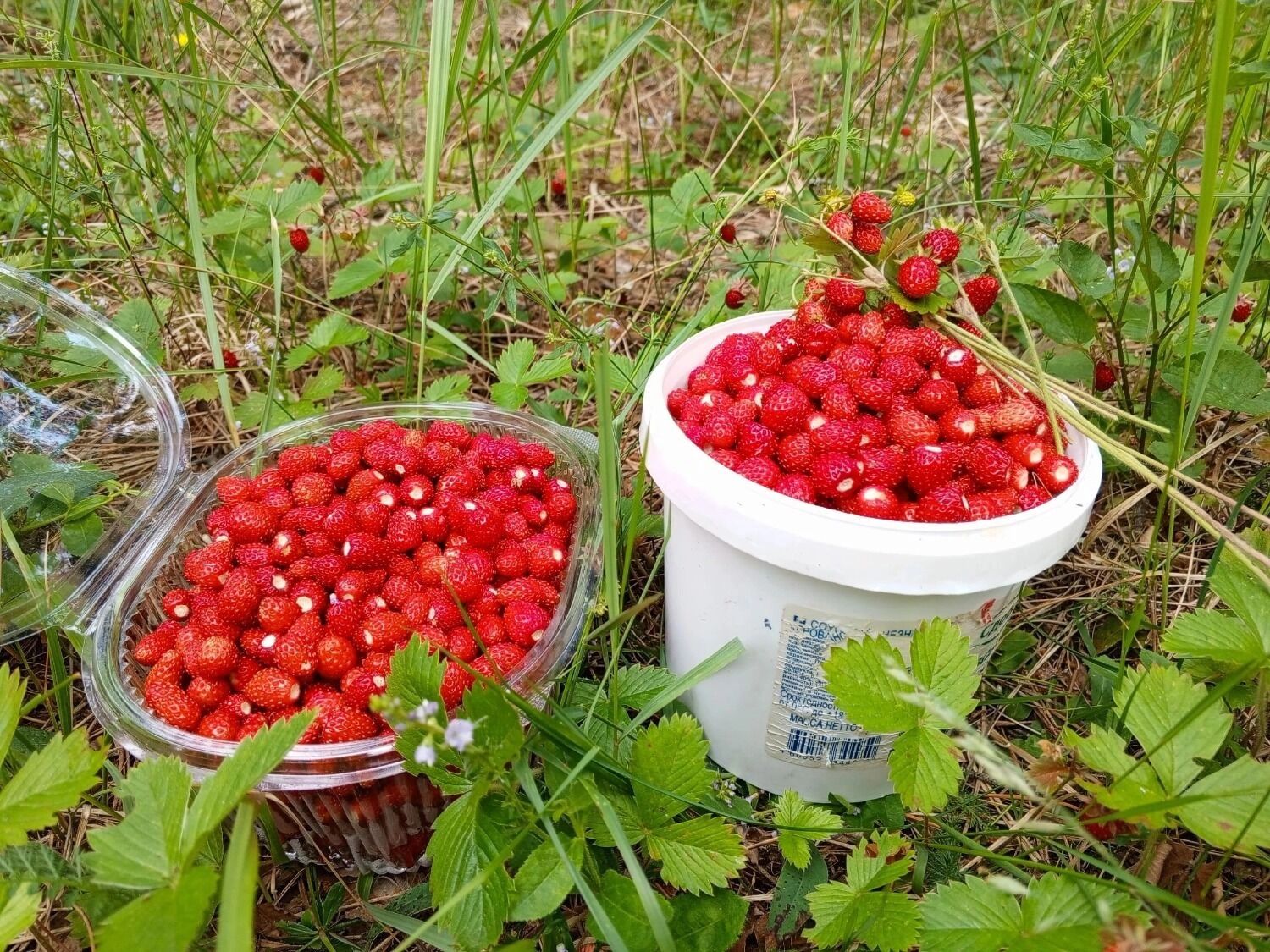 Земляничные трофеи из Борского округа