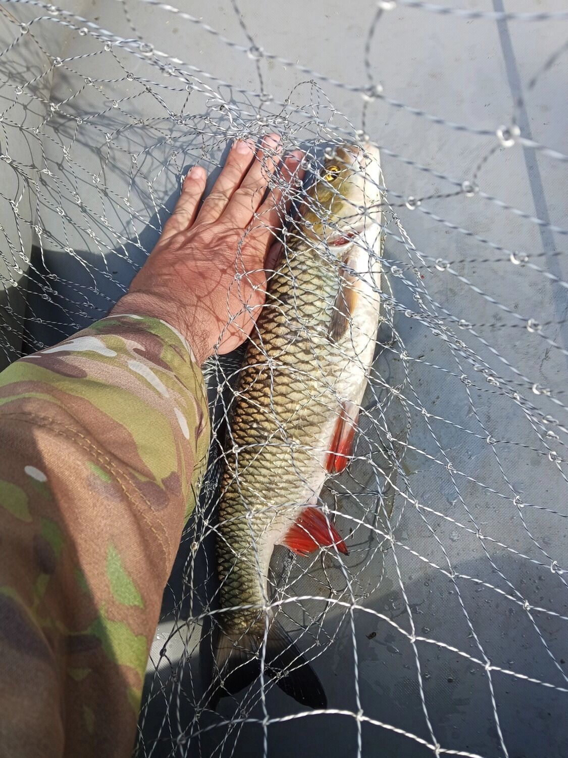 Большие окуни водятся в реке Малая Какша 