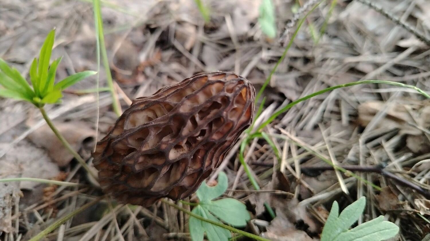 Грибы в Нижегородской области
