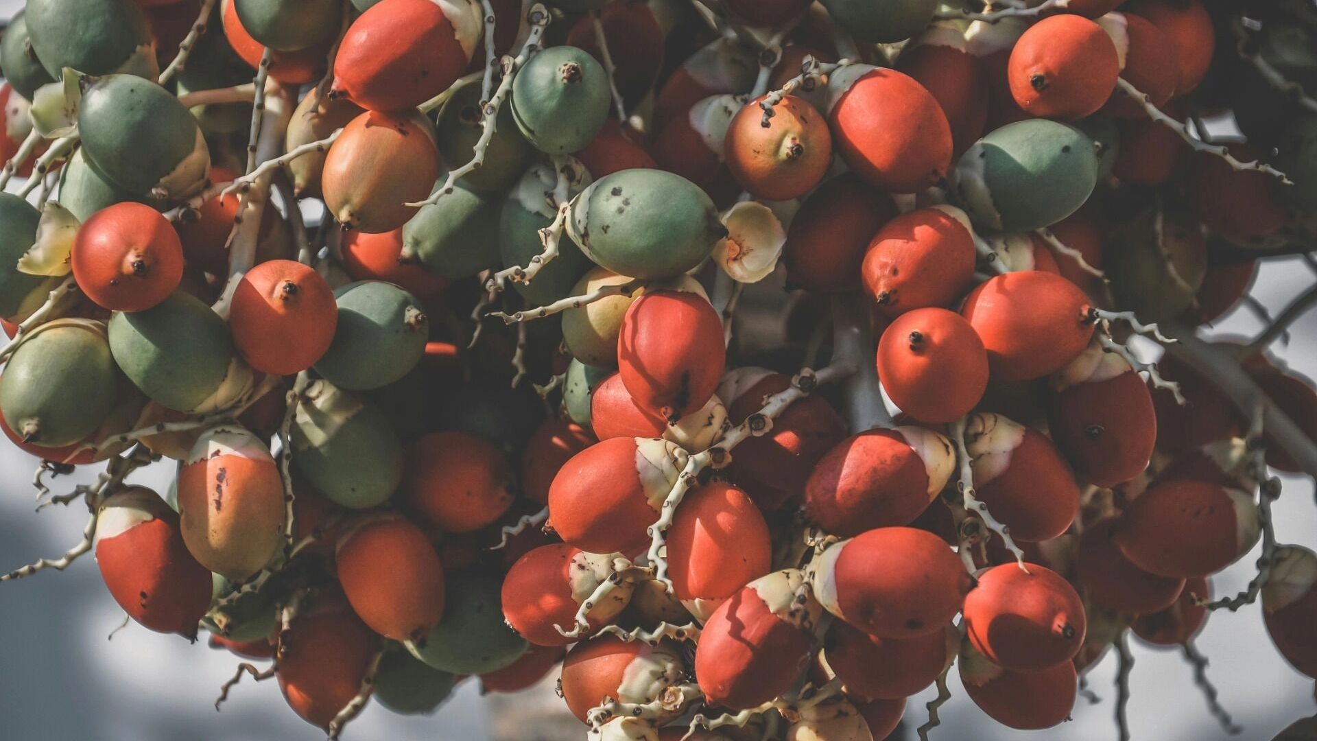 Смертельный тренд. За что популярный в РФ бетельный орех прозвали «плодом дьявола»? Смертельный тренд. За что популярный в РФ бетельный орех прозвали «плодом дьявола»?