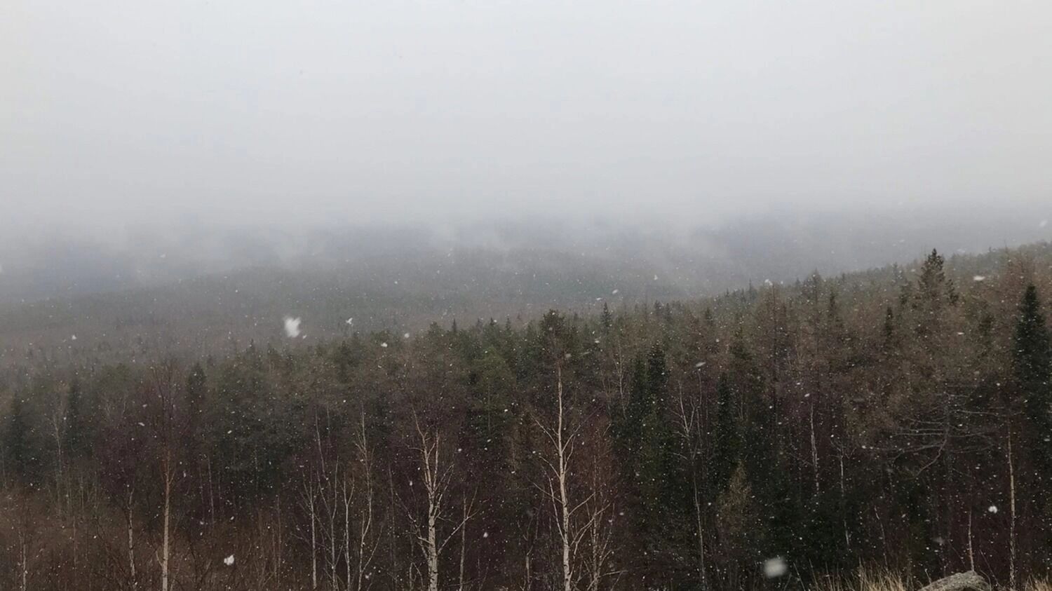 леса в Нижнем Тагиле