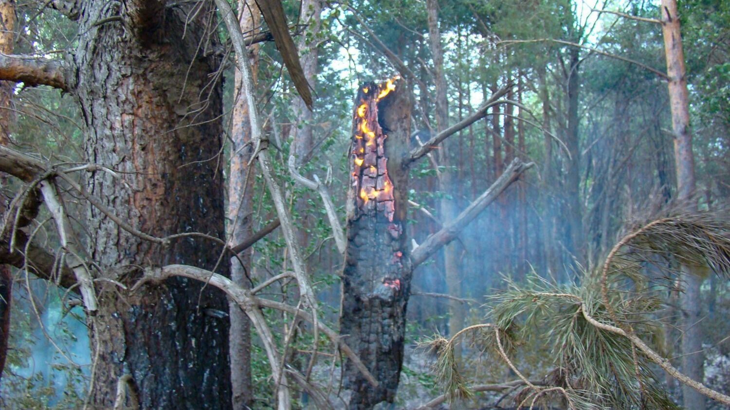 Лесной пожар у деревни Пиголи в 2010 году
