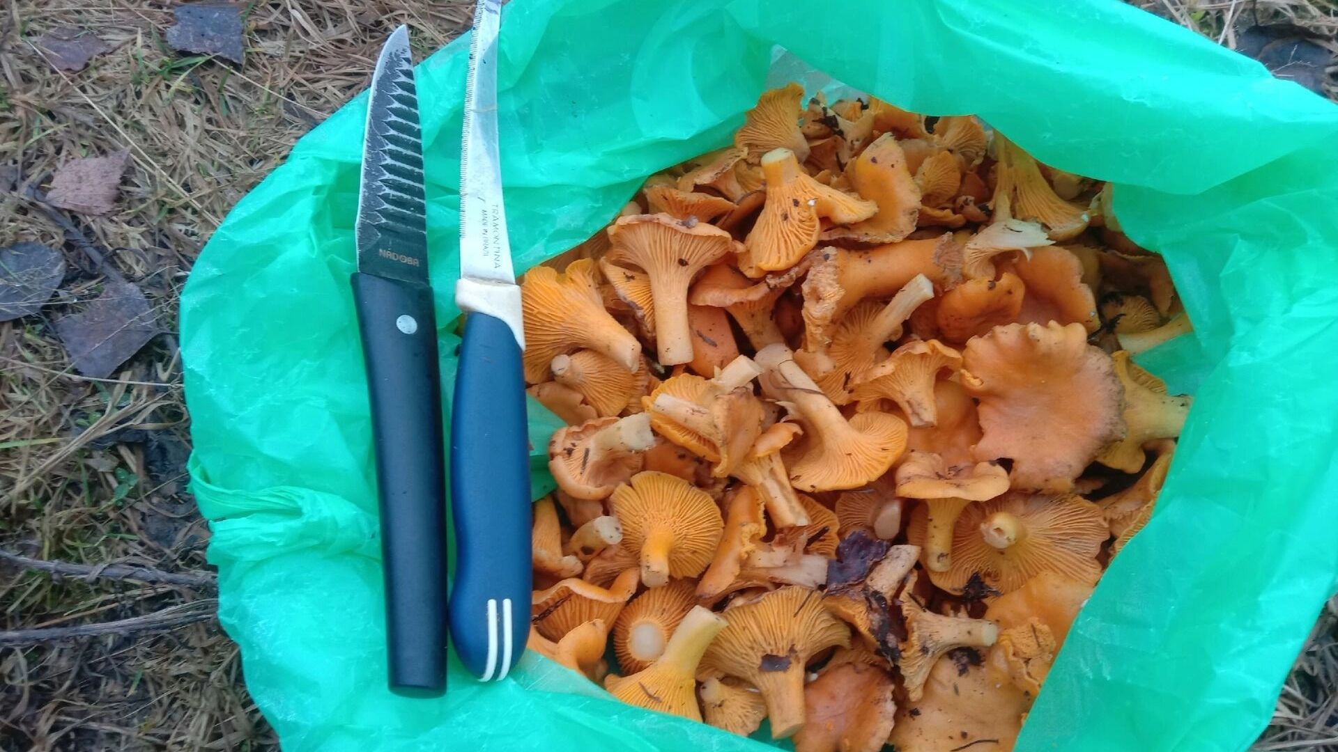 Где находят лисички в Нижегородской области в декабре