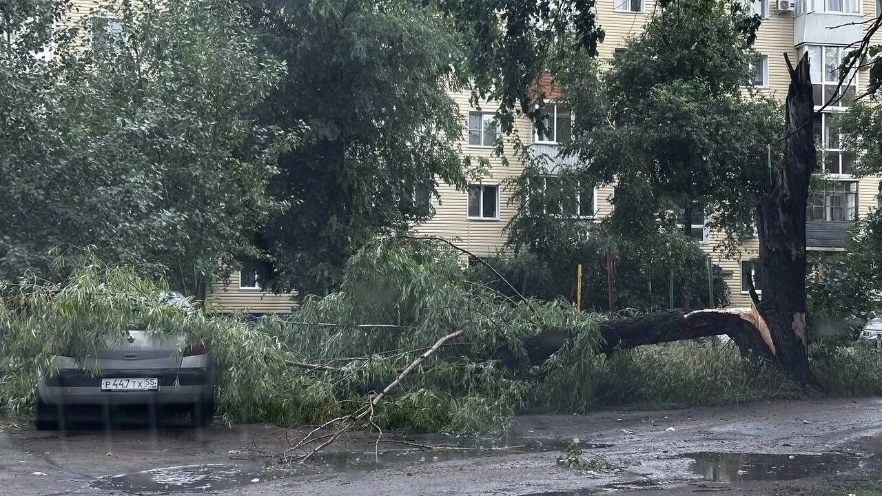 На машину упало дерево