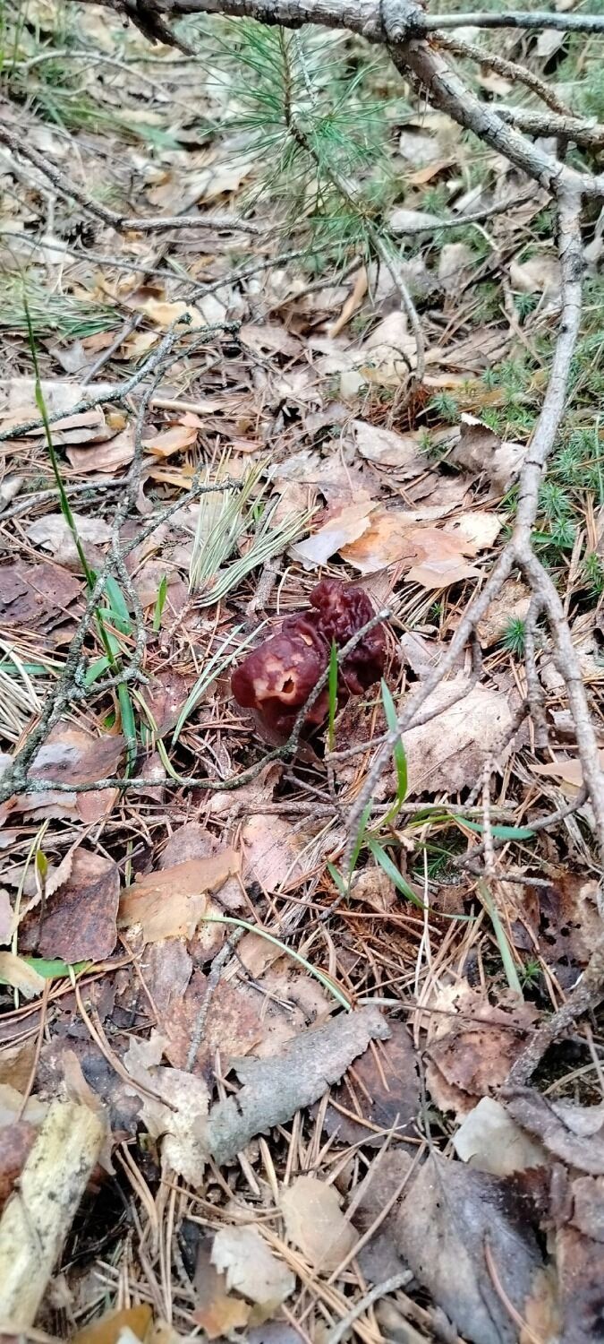 Грибы в Лукино