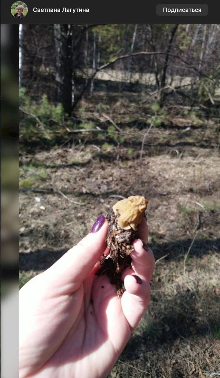 Строчки в Подгорке