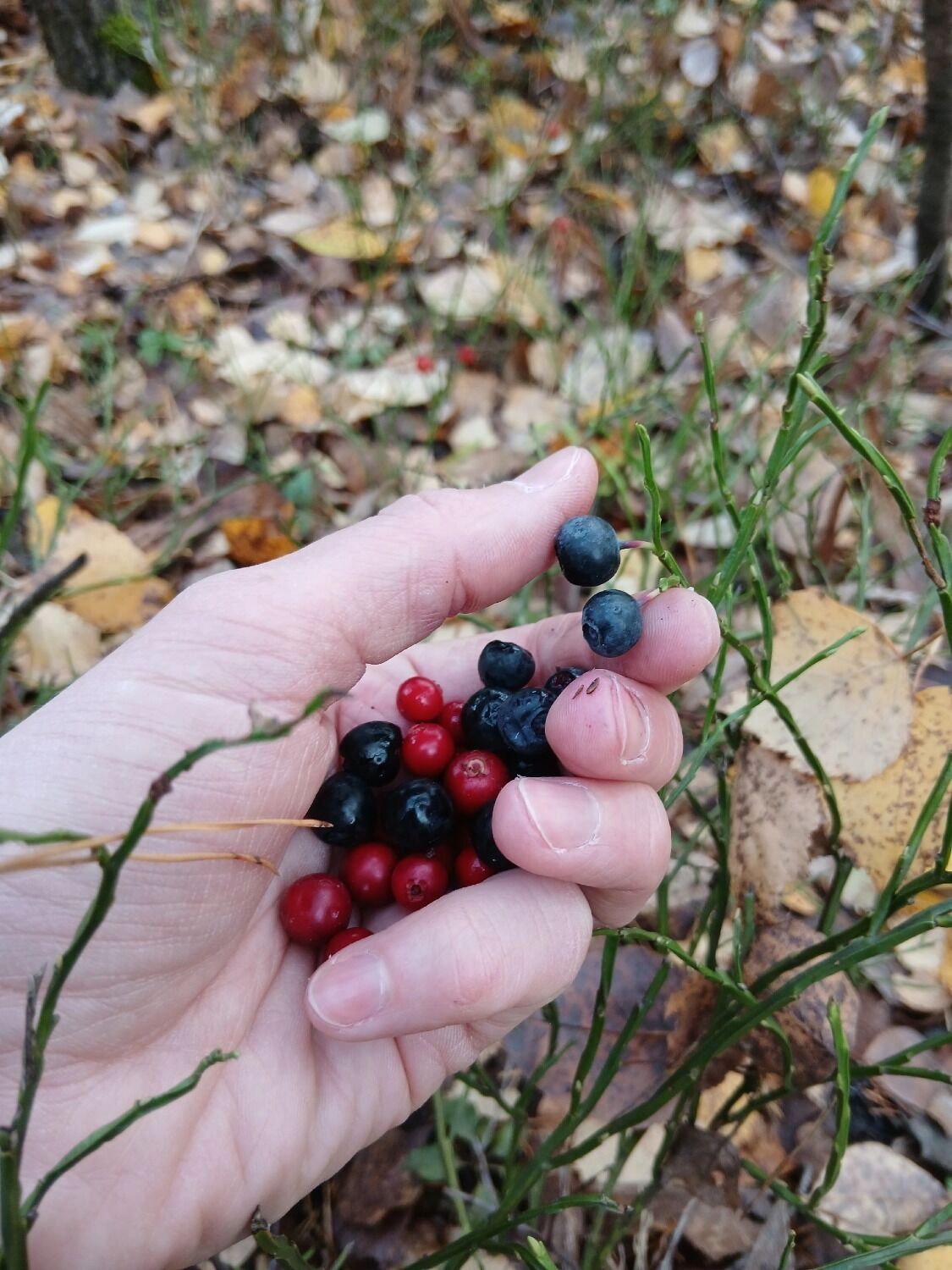 Черника и клюква в Володарском округе