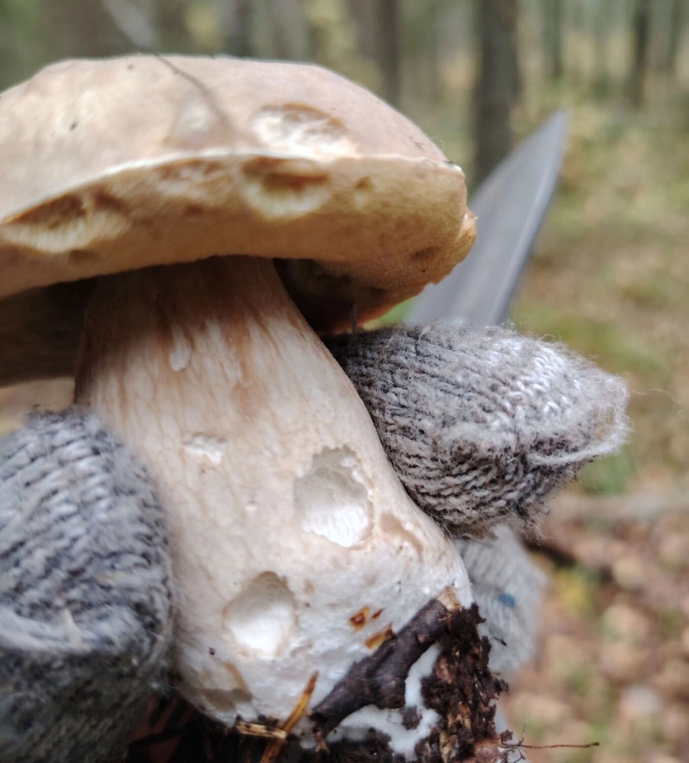 Иногда нижегородским грибникам улыбается удача