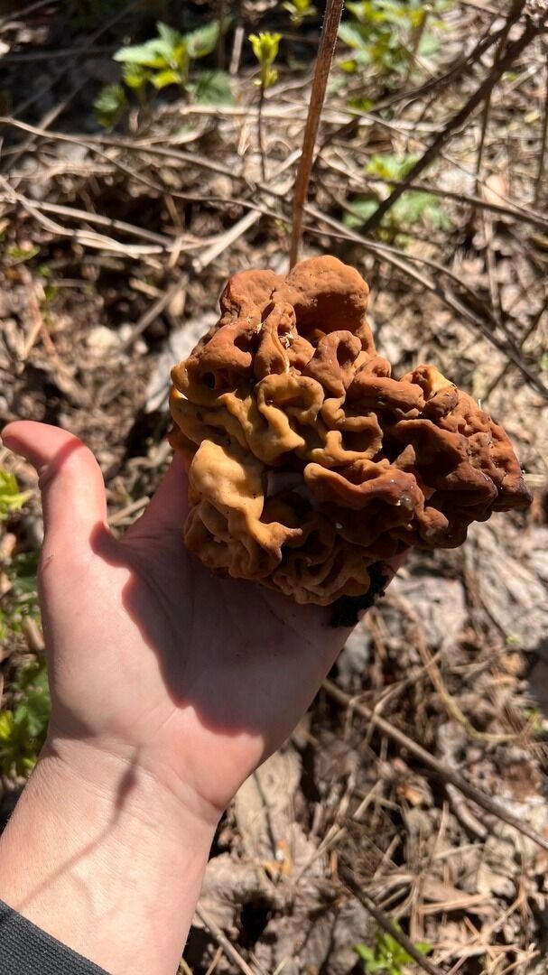 Найденные белгородцами грибы