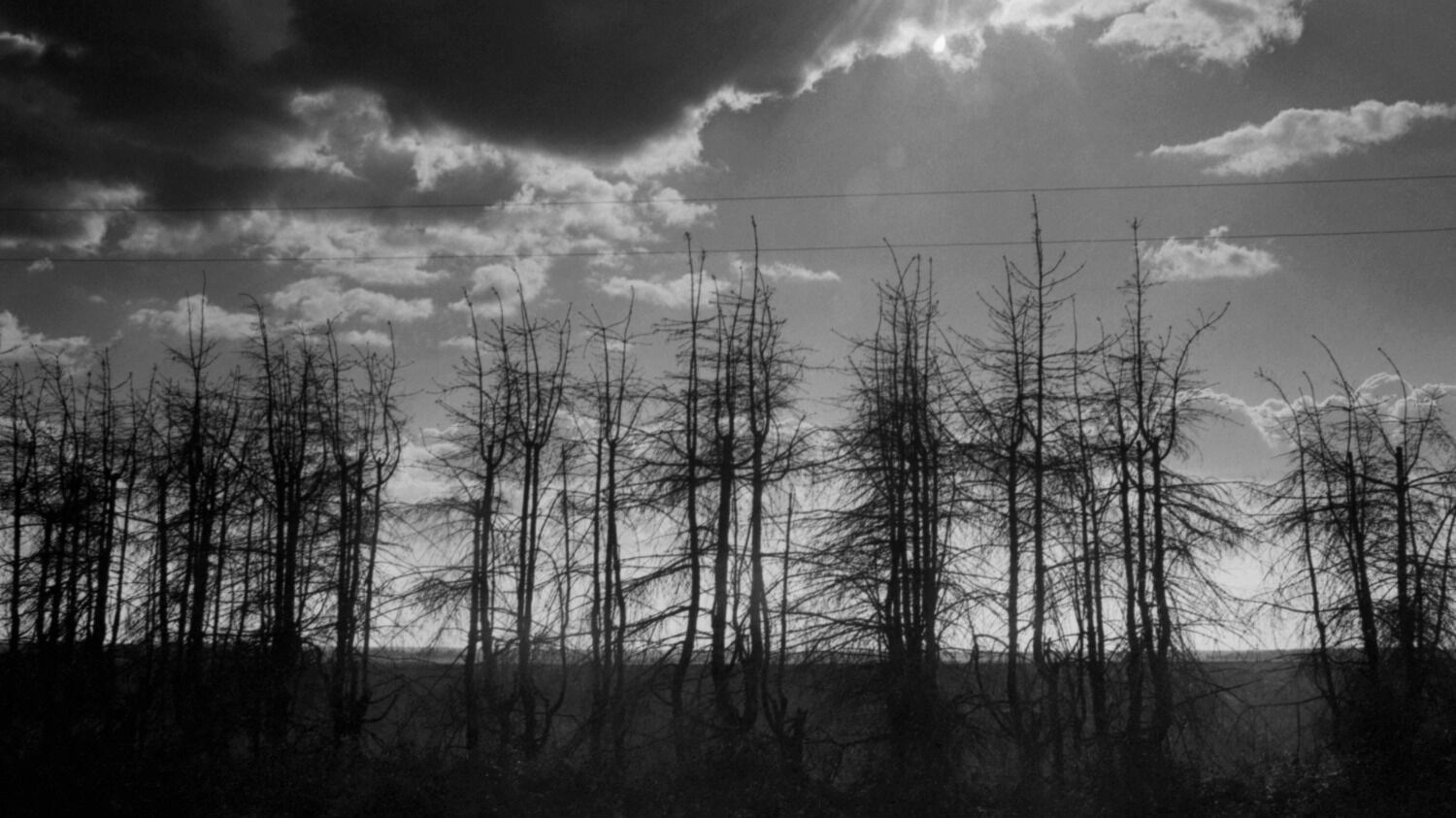 Засуха и новый неурожай. Почему власти не берегут сталинское наследие — лесополосы