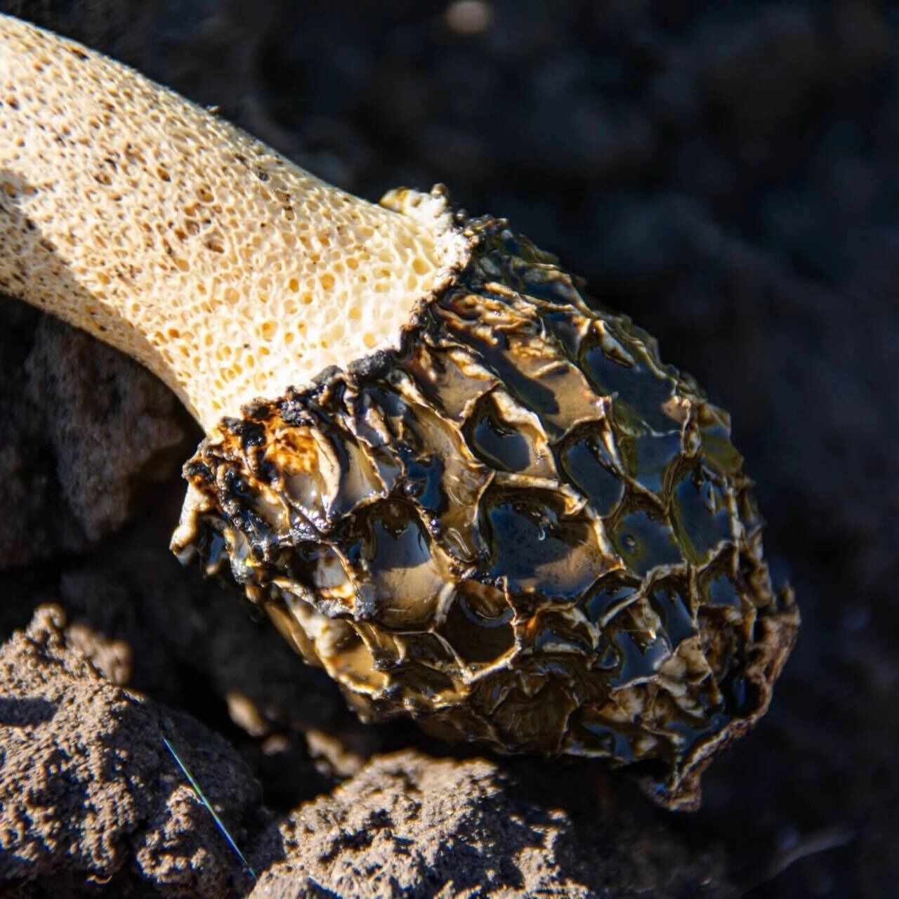 Весёлка Хадриана